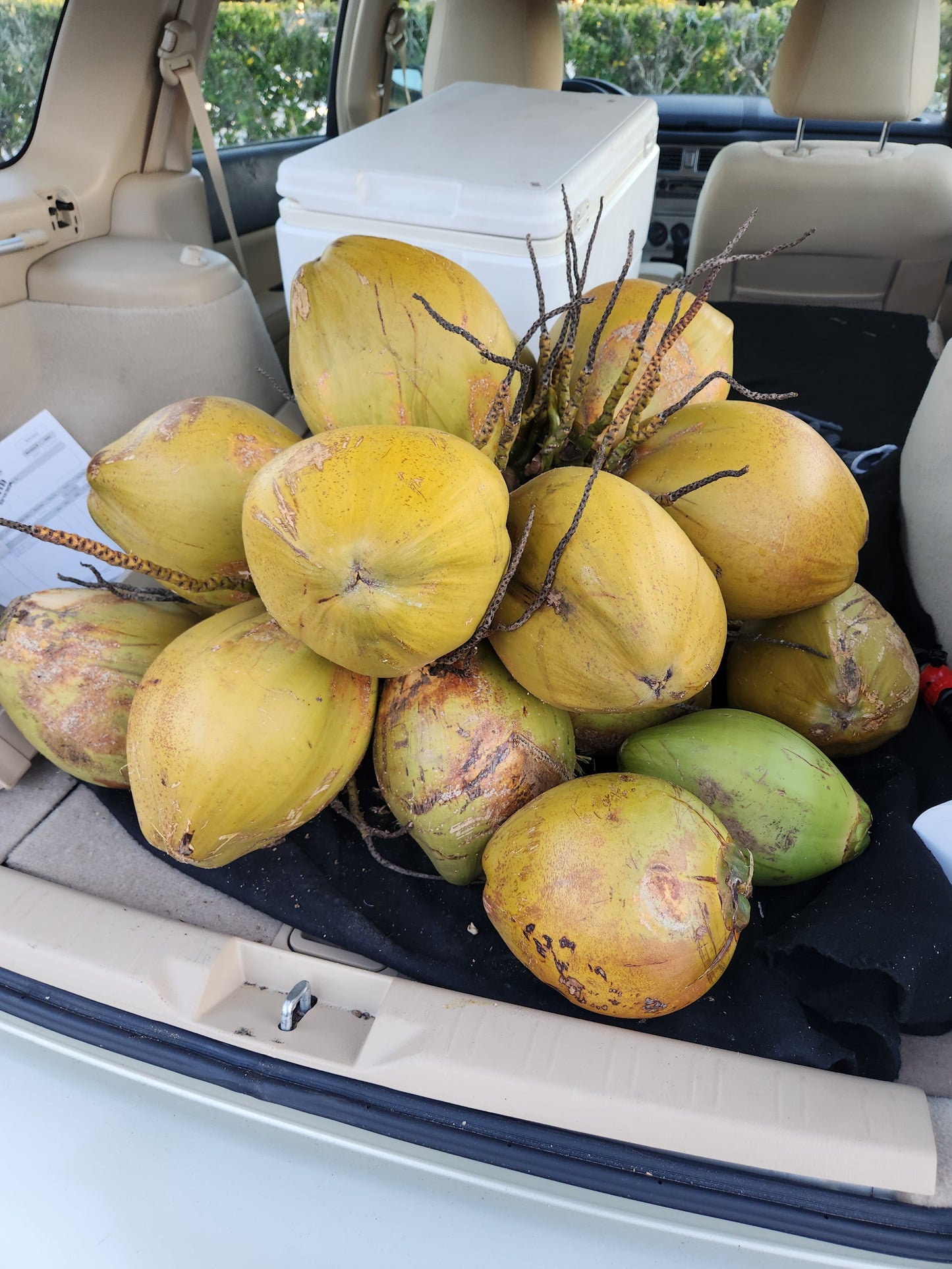 Coconut Gift